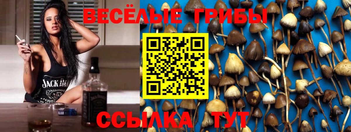 Галлюциногенные грибы Cubensis  Вход с VPN  Строитель  Галлюциногенные грибы Psilocybine cubensis 